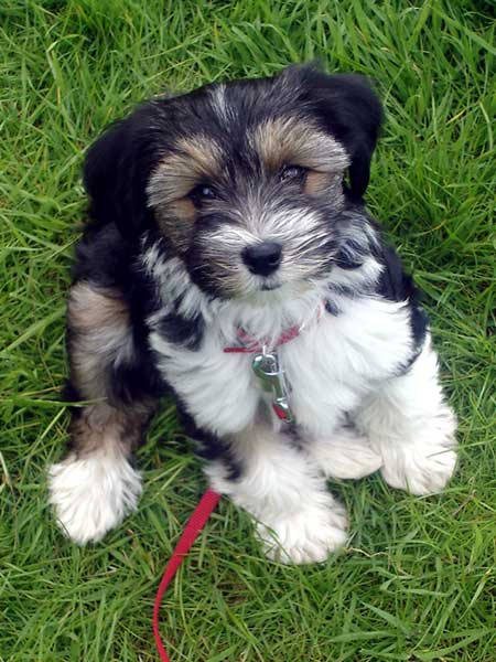 Lasang tibetan sale terriers