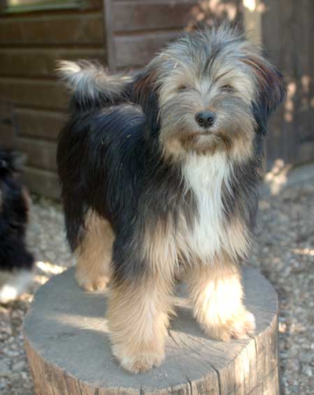 Lasang tibetan sale terriers