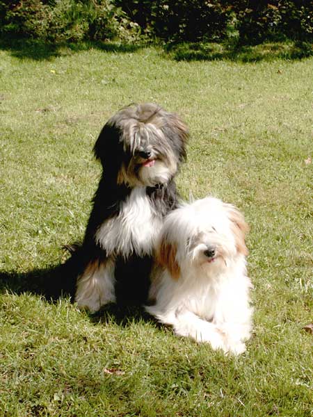 Lasang tibetan sale terriers